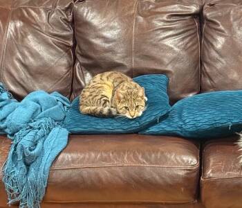 Domestic Short Hair Cats Available for Adoption in North Babylon, New York - Patrick | PetCurious
