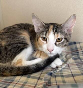 Callie - I AM AT PetSmart Framingham -  Domestic Short Hair Cat for Adoption in East Brookfield, Massachusetts - Callie - I AM AT PetSmart Framingham | PetCurious