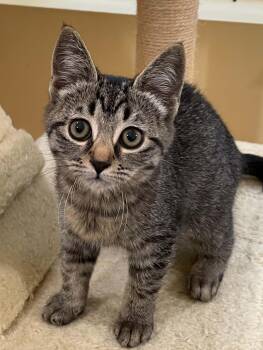 Ziggy -  Domestic Short Hair Cat for Adoption in Covington, Virginia - Ziggy | PetCurious