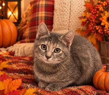 Beatrice -  Domestic Short Hair Cat for Adoption in Seven Valleys, Pennsylvania - Beatrice | PetCurious