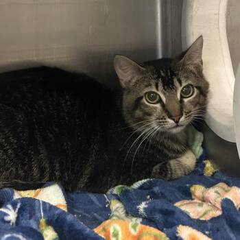 Tator Tot -  Domestic Short Hair Cat for Adoption in Charleston, West Virginia - Tator Tot | PetCurious