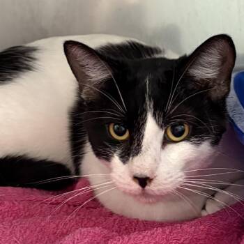 Domestic Short Hair Cats Available for Adoption - Batman | PetCurious