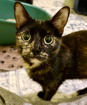 Chandra -  Tortoiseshell and Domestic Short Hair Cat for Adoption in Vaughan, Ontario - Chandra | PetCurious