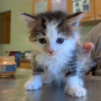 Domestic Long Hair Cats Available for Adoption in Toledo, Ohio - Particle | PetCurious