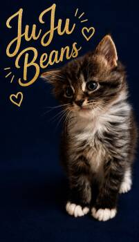 JuJu Beans -  Domestic Long Hair Cat for Adoption in Sisseton, South Dakota - JuJu Beans | PetCurious