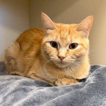 Peach -  Domestic Short Hair Cat for Adoption in Cody, Wyoming - Peach | PetCurious