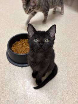 Rescue Domestic Short Hair Cats for Adoption in Centralia, Illinois - Tater Tot | PetCurious