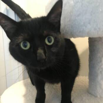 Domestic Short Hair Cats Available for Adoption - Eden | PetCurious