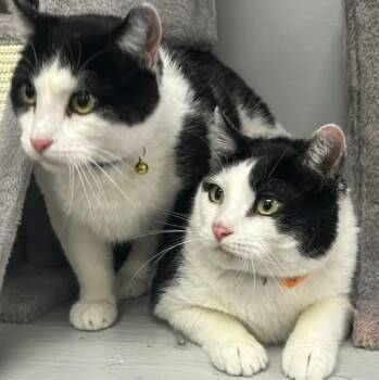 Tom and Bailey -  Domestic Short Hair Cat for Adoption in Momence, Illinois - Tom And Bailey | PetCurious