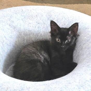 Mrs. Beasley -  Domestic Medium Hair Cat for Adoption in Newport News, Virginia - Mrs. Beasley | PetCurious