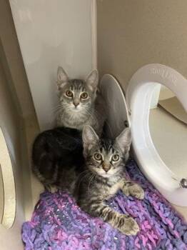 Puddle -  Domestic Medium Hair and Domestic Short Hair Cat for Adoption in Bellevue, Washington - Puddle | PetCurious