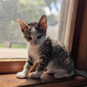 Simone -  Domestic Short Hair Cat for Adoption in Springfield, Illinois - Simone | PetCurious