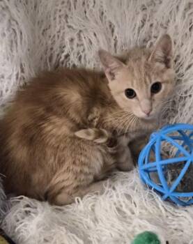 Alto -  Domestic Short Hair Cat for Adoption in Conway, South Carolina - Alto | PetCurious