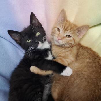 Buttons & Gary -  Domestic Short Hair Cat for Adoption in Marseilles, Illinois - Buttons & Gary | PetCurious