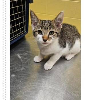 Cava -  Domestic Short Hair Cat for Adoption in New York, New York - Cava | PetCurious