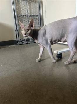 BABY SHARK -  Sphynx Hairless Cat and Domestic Short Hair Cat for Adoption in San Antonio, Texas - BABY SHARK | PetCurious