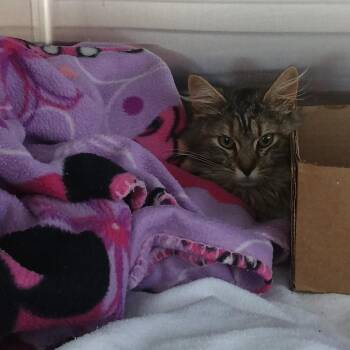 Domestic Medium Hair Cats Available for Adoption - Diglet | PetCurious