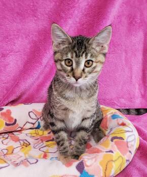 Smudge -  Domestic Short Hair Cat for Adoption in Greenville, Illinois - Smudge | PetCurious