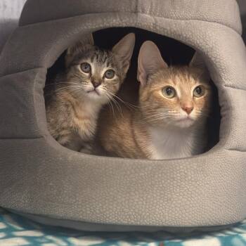 Daffodil -  Domestic Short Hair Cat Available for Adoption in Columbus, Ohio - Daffodil | PetCurious