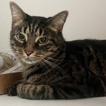 Lottie (reduced adoption fee) -  Domestic Short Hair Cat for Adoption in Melrose, Massachusetts - Lottie (reduced Adoption Fee) | PetCurious