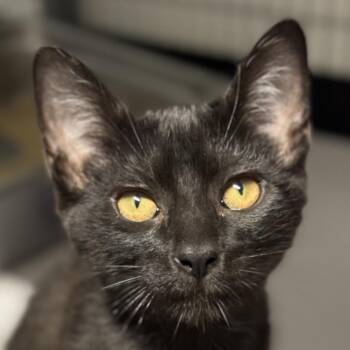 Loki (fka Lopez) -  Domestic Short Hair Cat for Adoption in Redwood Valley, California - Loki (fka Lopez) | PetCurious