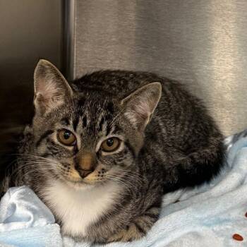 June -  American Shorthair Cat for Adoption in Bethel, Connecticut - June | PetCurious