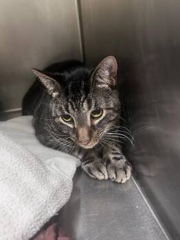 Colton -  Domestic Short Hair Cat for Adoption in Meriden, Connecticut - Colton | PetCurious