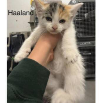 Haaland -  Domestic Short Hair Cat for Adoption in Victoria, British Columbia - Haaland | PetCurious
