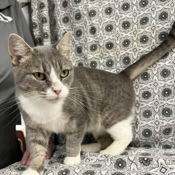 Rescue Domestic Short Hair Cats for Adoption in Lyndhurst, Virginia - Ramira | PetCurious