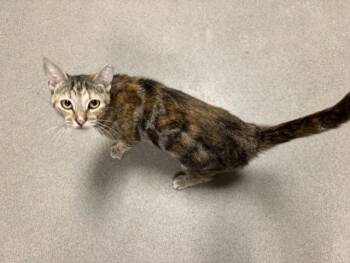 Domestic Short Hair Cats Available for Adoption in Doral, Florida - TIFFANY | PetCurious