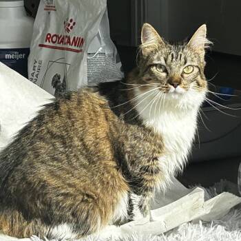 Domestic Medium Hair Cats Available for Adoption in Evanston, Illinois - Pastry | PetCurious