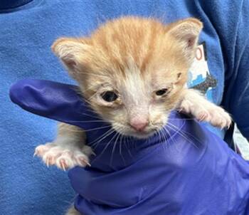 Domestic Short Hair Cats Available for Adoption in Dallas, Texas - CHARMY | PetCurious