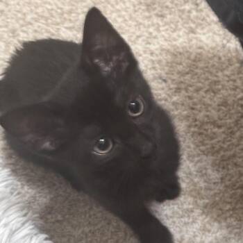 Flat Stanley -  Domestic Short Hair Cat Available for Adoption in Prosper, Texas - Flat Stanley | PetCurious