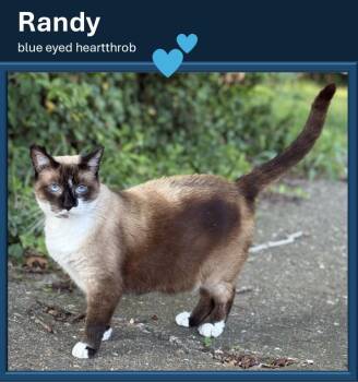 Randy -  Snowshoe and American Shorthair Cat for Adoption - Randy | PetCurious