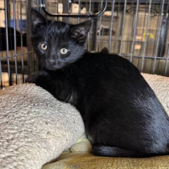 Domestic Short Hair Cats Available for Adoption in Saginaw, Michigan - Alex | PetCurious
