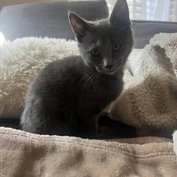 Rescue Domestic Short Hair Cats for Adoption in Buffalo, New York - Scooby | PetCurious