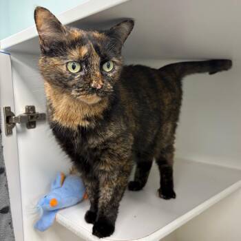 Domestic Short Hair Cats Available for Adoption in Clavet, Saskatchewan - Ginger | PetCurious