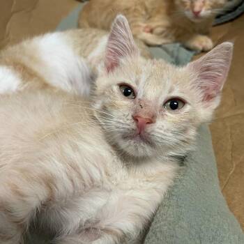 Domestic Short Hair Cats Available for Adoption in Carencro, Louisiana - Sudachi | PetCurious