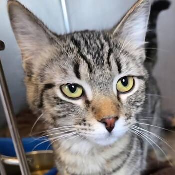 Blitzen -  Domestic Short Hair Cat for Adoption in Park Falls, Wisconsin - Blitzen | PetCurious