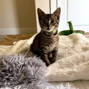 Kiwi -  Domestic Short Hair Cat for Adoption in Jacksonville, Oregon - Kiwi | PetCurious
