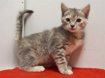 LILLIAN -  Domestic Short Hair Cat for Adoption in Sacramento, California - LILLIAN | PetCurious