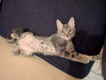 Aura 2 -  Domestic Short Hair Cat for Adoption in Tucson, Arizona - Aura 2 | PetCurious