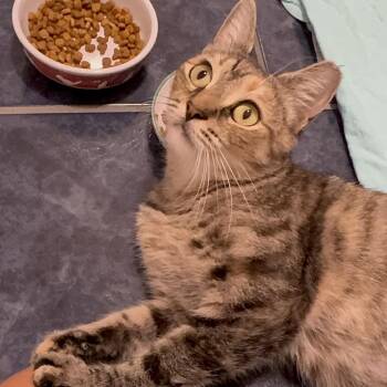 Mossa (BAC/Needs MC snap) -  Domestic Short Hair Cat for Adoption in Westport, Connecticut - Mossa (BAC/Needs MC Snap) | PetCurious