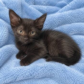 Frisco -  Domestic Short Hair Cat for Adoption in Tucson, Arizona - Frisco | PetCurious