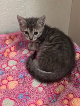 Domestic Short Hair Cats Available for Adoption in Fort Collins, Colorado - Noodles | PetCurious