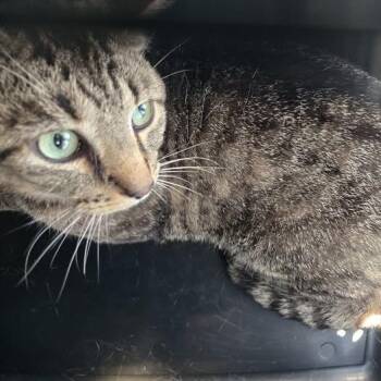 Maurice -  Domestic Short Hair Cat for Adoption in Bristol, Indiana - Maurice | PetCurious