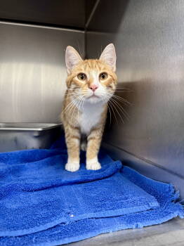 Rescue Domestic Short Hair Cats for Adoption in Ponchatoula, Louisiana - Pigeon | PetCurious