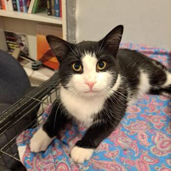 Domestic Short Hair Cats Available for Adoption in London, Ontario - Lionel 10 Mos | PetCurious