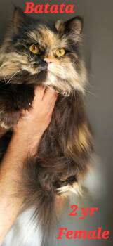 Persian Cats Available for Adoption - Batata-Egypt | PetCurious