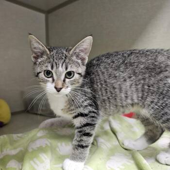 Blossom -  Domestic Short Hair Cat for Adoption in Monroe, Michigan - Blossom | PetCurious